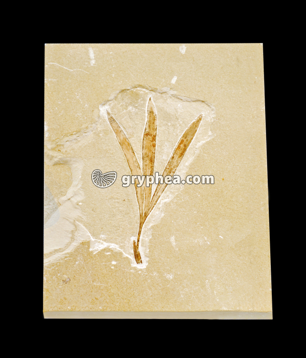 Feuilles fossilisées de Sapindopsis - gryphea.com